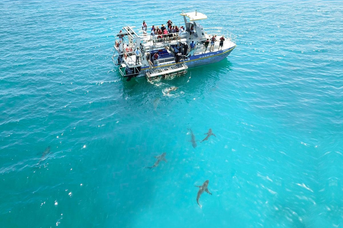 Shark Diving Photo 3